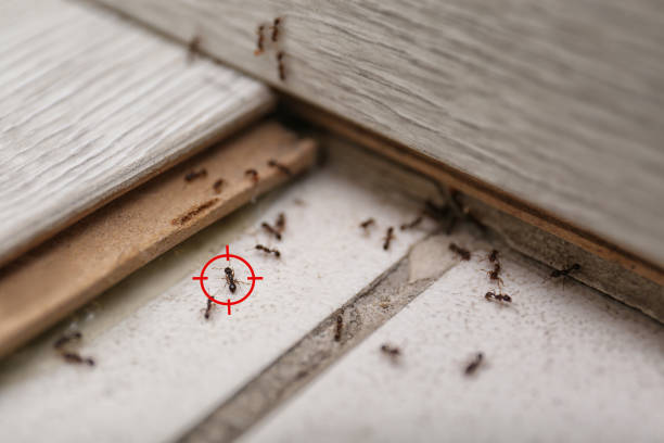 Pest Prevention Services in St George, UT
