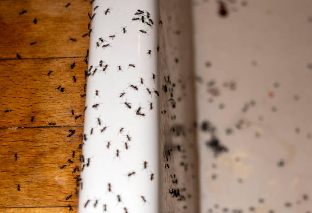 Best Cockroach Control Services  in St George, UT