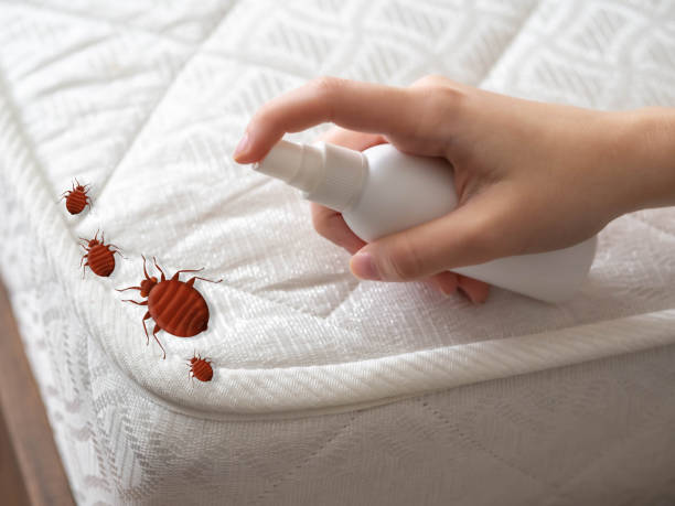 Best Mosquito Control Services  in St George, UT