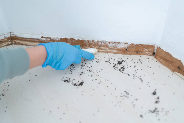 Best Pest Inspection Near Me  in St George, UT
